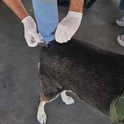 Dia D de Vacinação garante imunização de 1.236 cães e gatos em Ilhéus