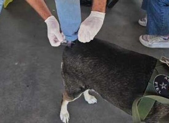 Dia D de Vacinação garante imunização de 1.236 cães e gatos em Ilhéus