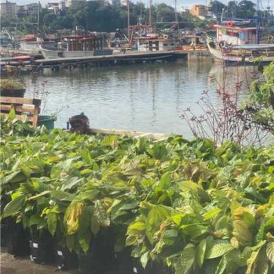 Prefeitura de Ilhéus viabiliza chegada de 6.250 mudas de cacau a produtores rurais