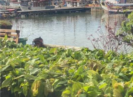 Prefeitura de Ilhéus viabiliza chegada de 6.250 mudas de cacau a produtores rurais