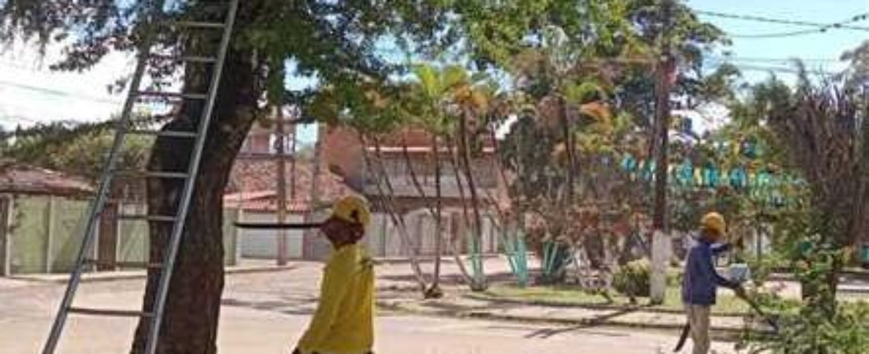 Prefeitura realiza poda de árvores na Praça Valmor Rosa, no Santo Antônio de Pádua