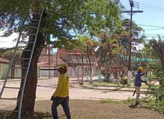 Prefeitura realiza poda de árvores na Praça Valmor Rosa, no Santo Antônio de Pádua
