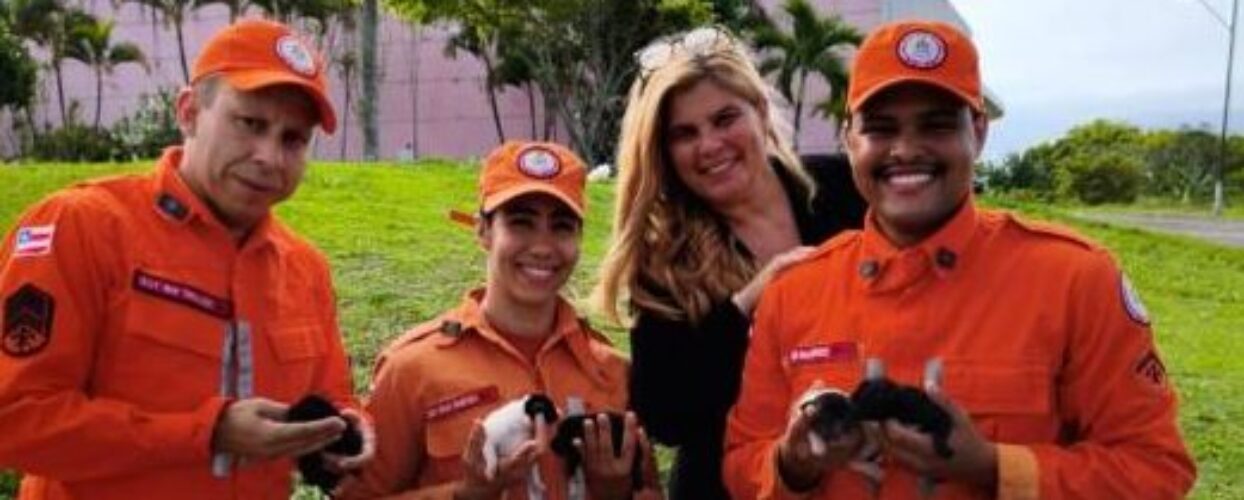ILHÉUS: Ação do 4º BBM/2ªCIA resgata filhotes de cachorros embaixo de Conteinêr