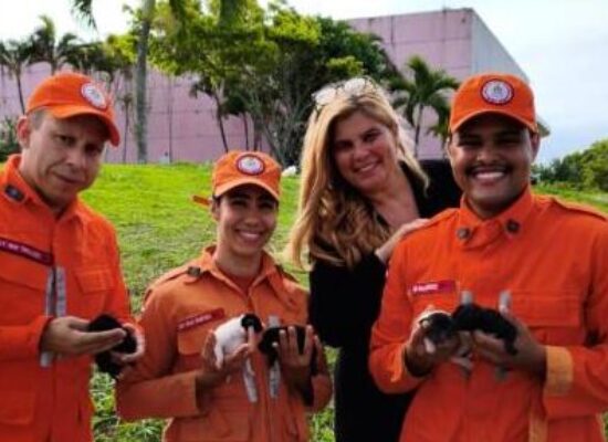 ILHÉUS: Ação do 4º BBM/2ªCIA resgata filhotes de cachorros embaixo de Conteinêr
